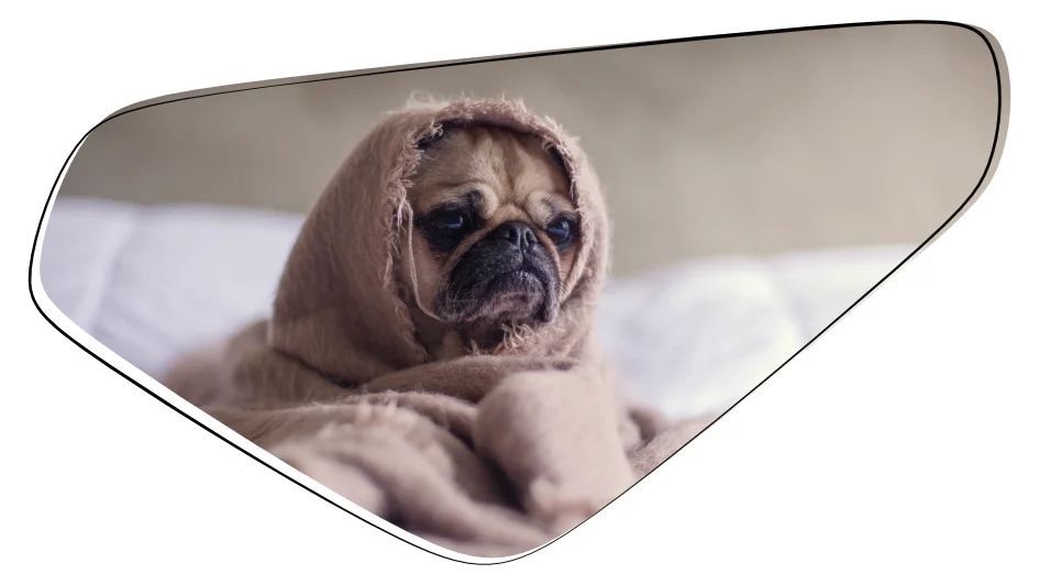 Bild eine französische Dogge in eine Decke eingewickelt.