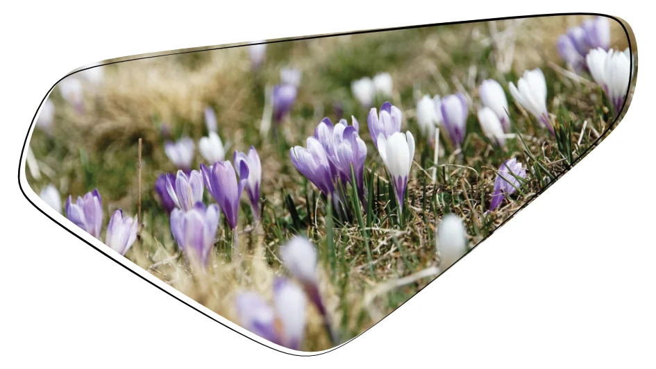 Nachaufnahme von weiss- und lila-farbigen Krokussen auf einer Wiese