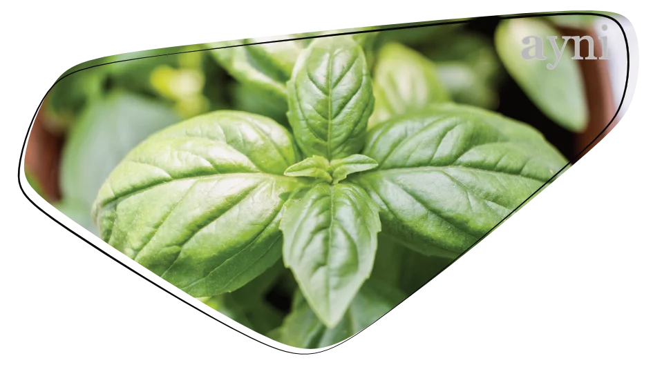 Tulsi - Basilikum